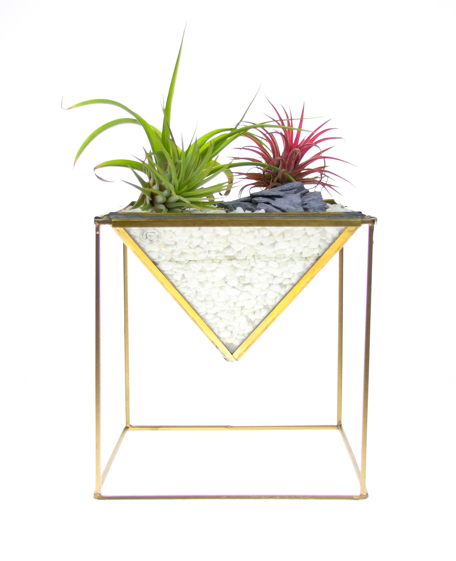 Planter with air plants