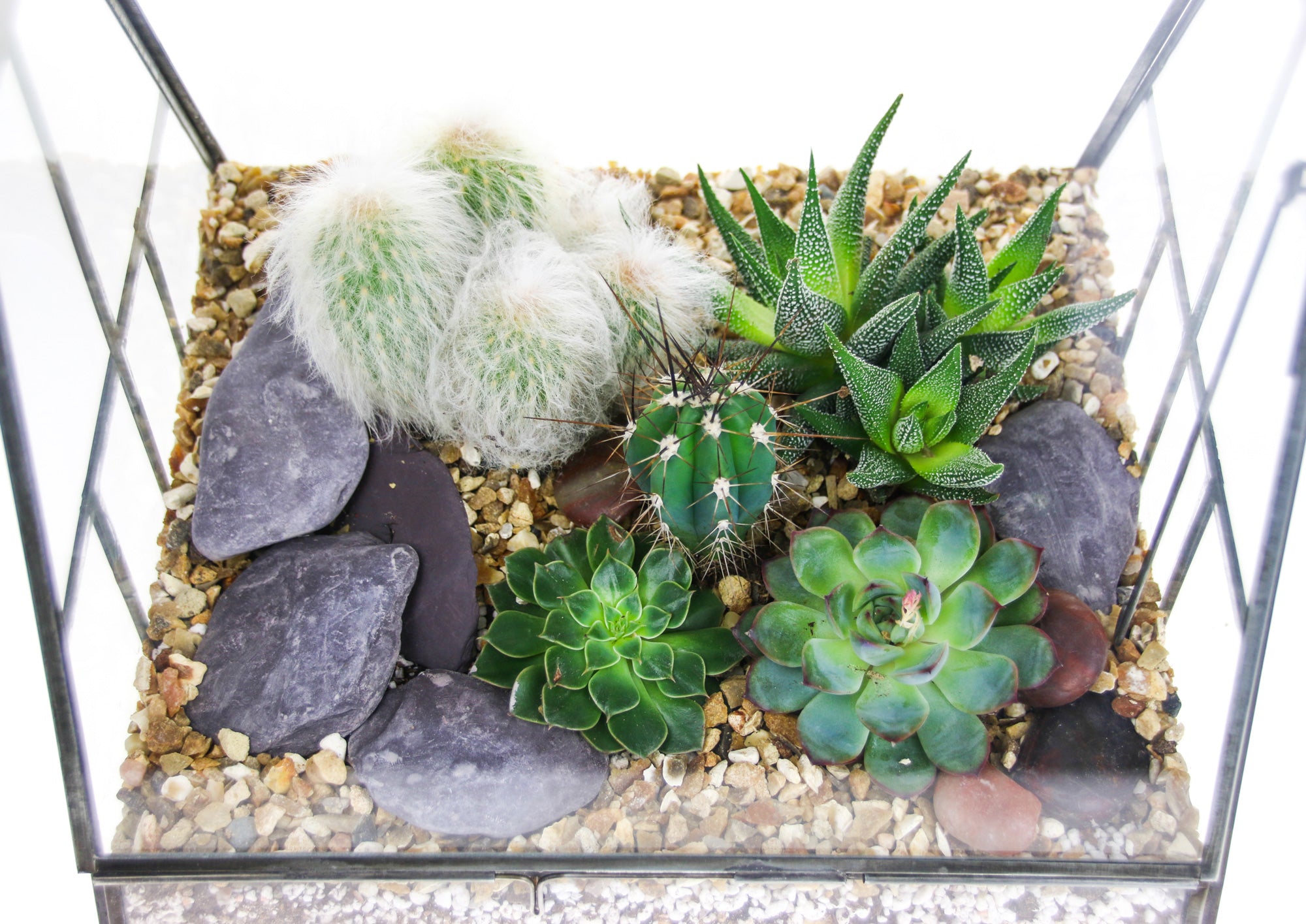 Succulent and cactus terrarium design ideas