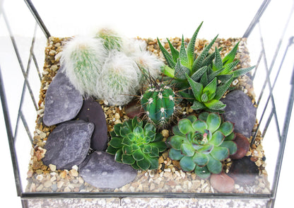 Succulent and cactus terrarium design ideas