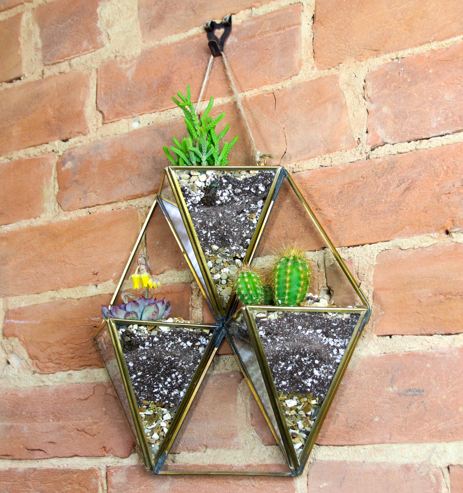 geometric succulent wall planter Brass Wall Hanging Succulent and Cactus Trio Display with living plants – The Art of Succulents
