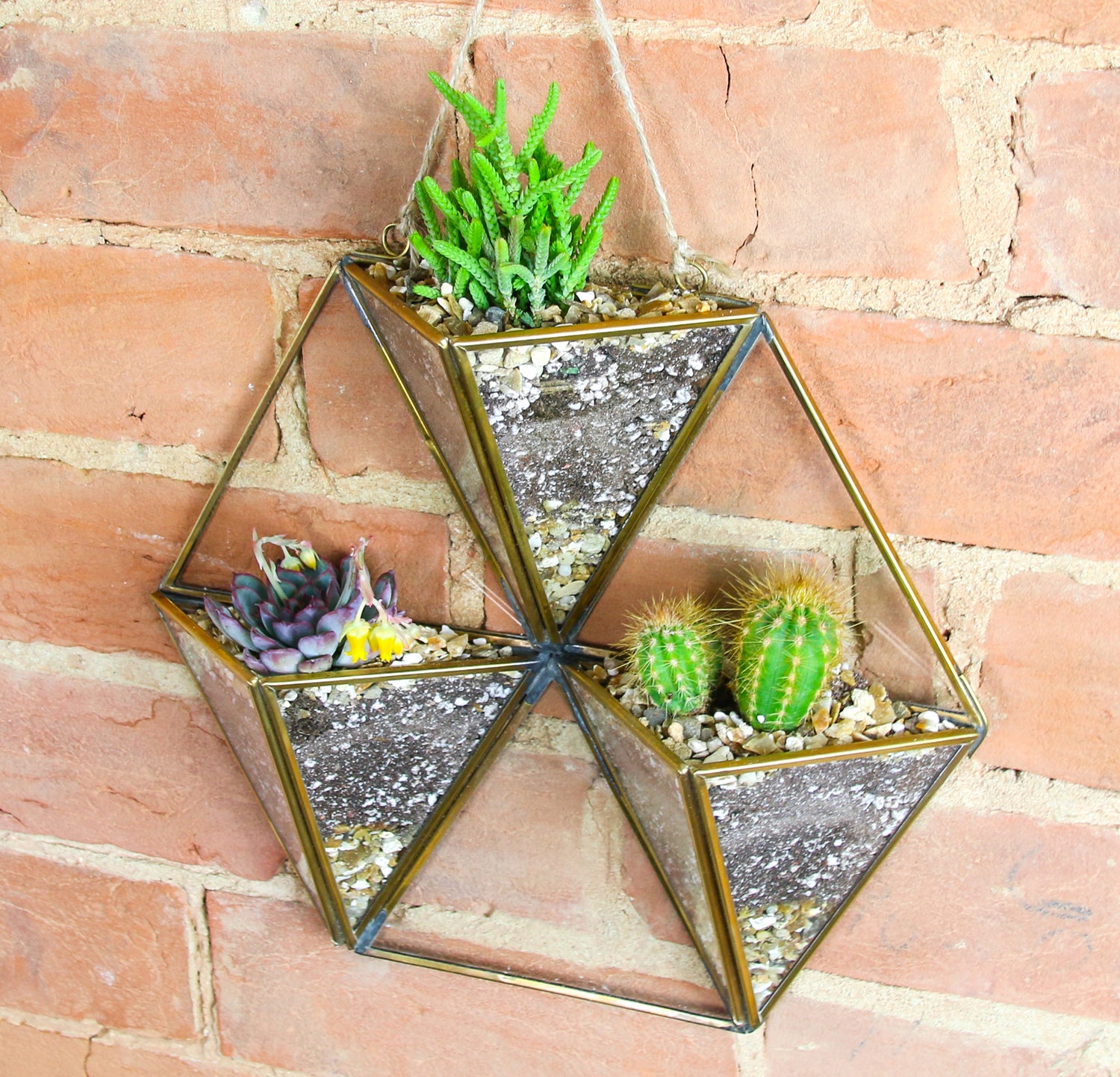 Wall hanging cactus display