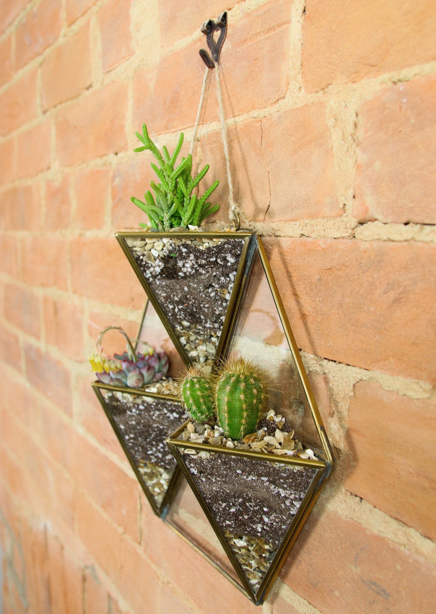 trio hanging planter Brass Wall Hanging Succulent and Cactus Trio Display with living plants – The Art of Succulents