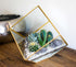 Large Geometric Cube Terrarium with Succulents and Cacti