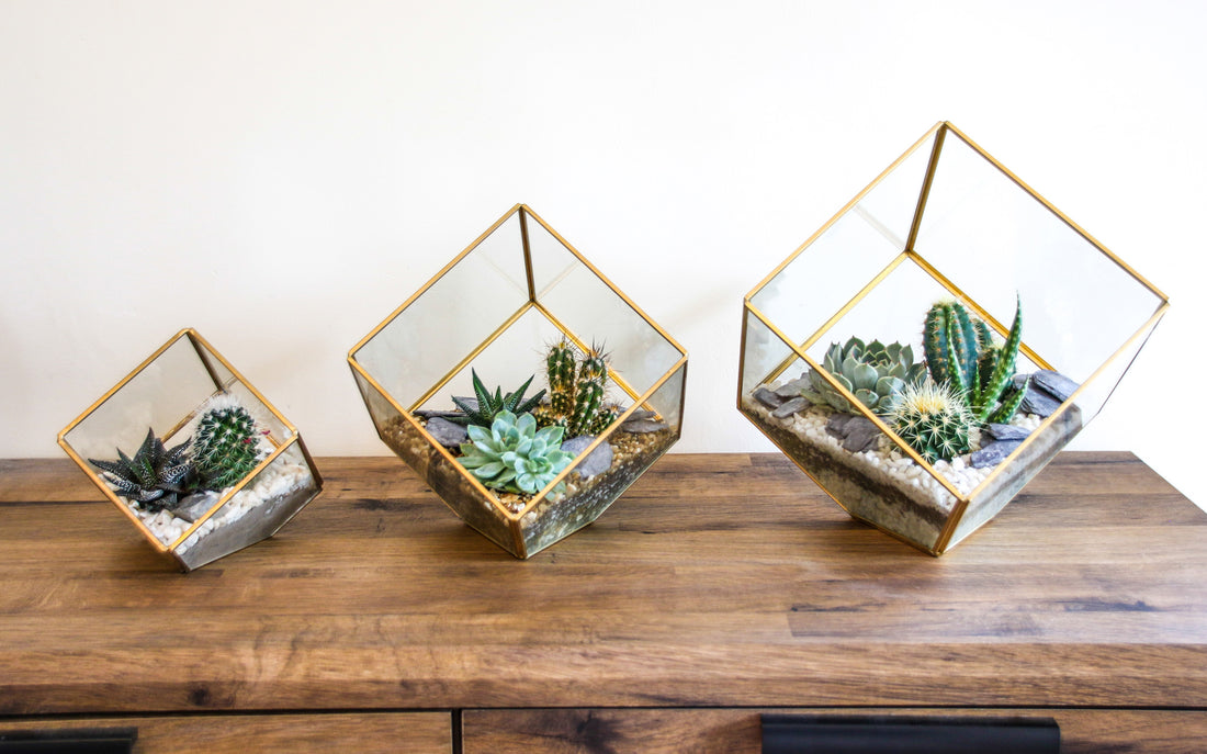 Trio of geometric cube plant terrariums