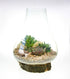 Terrarium on real wooden base