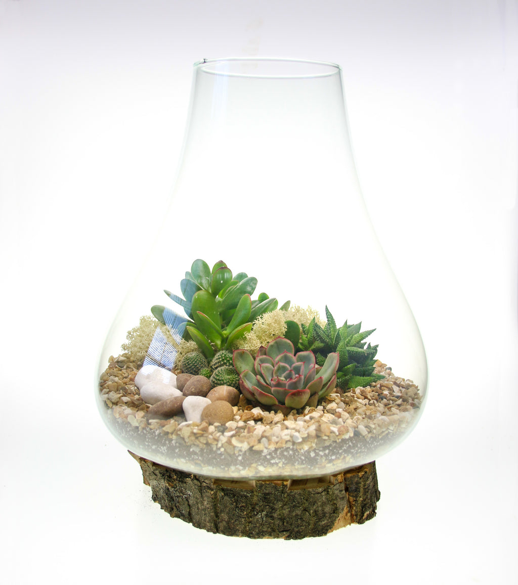 Curved Glass Terrarium on Real Wood Base 2 Sizes Available The Art