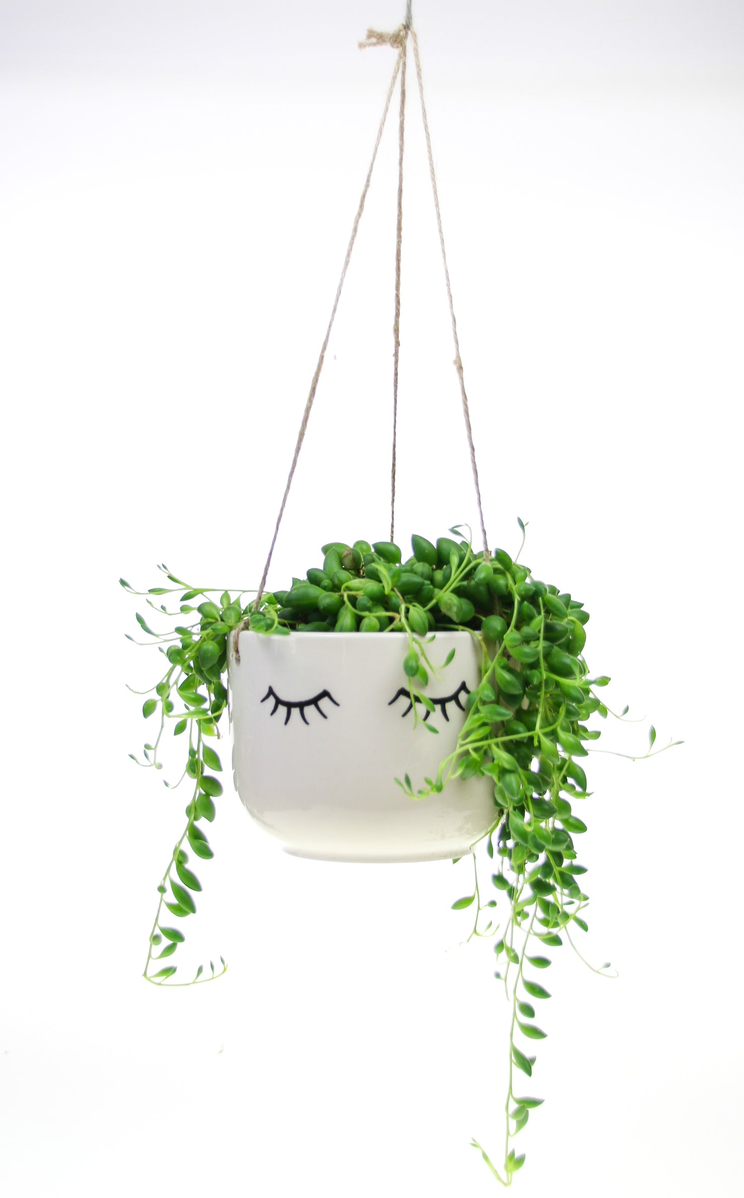 Indoor haning planter with living plant