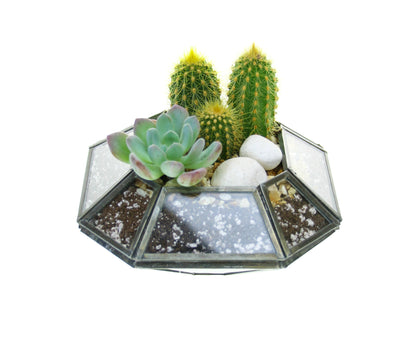 geometric succulent plant Mini Geometric Succulent & Cactus Indoor Planter in Copper and Glass – The Art of Succulents