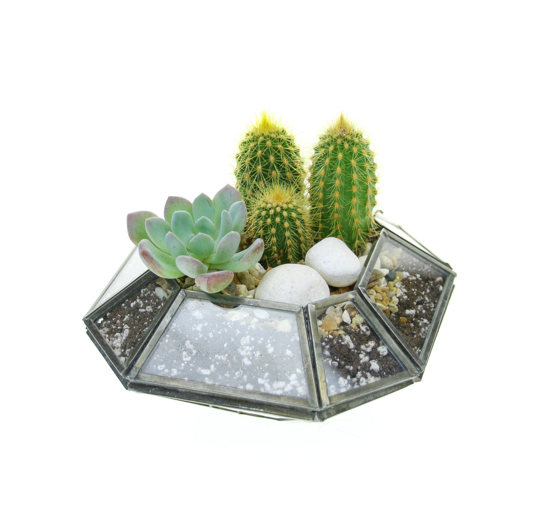 Geometric Nkuku Planter with living plants