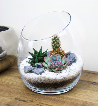 Succulent and cactus terrarium kit