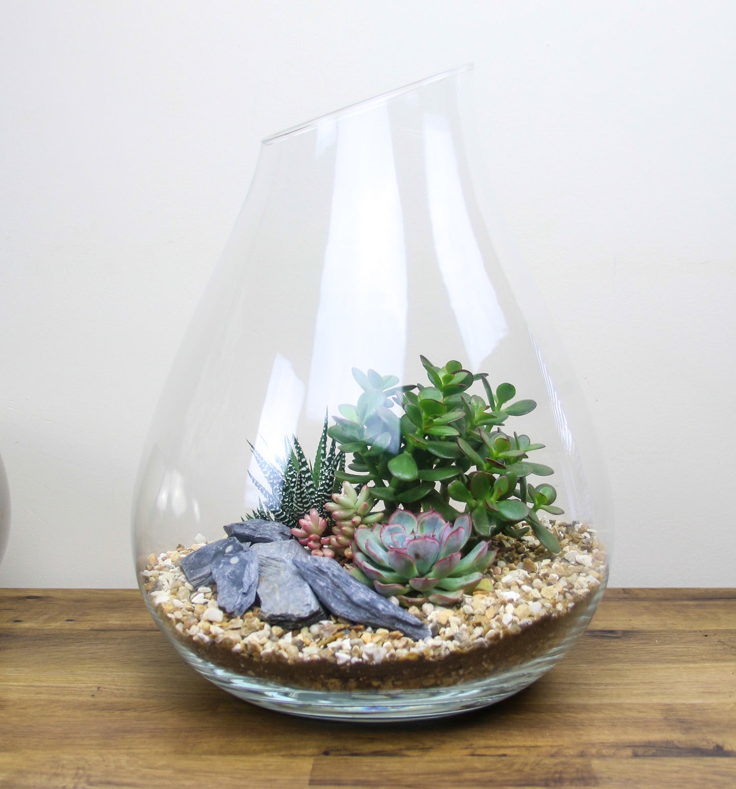 Glass bell terrarium kit with living plants