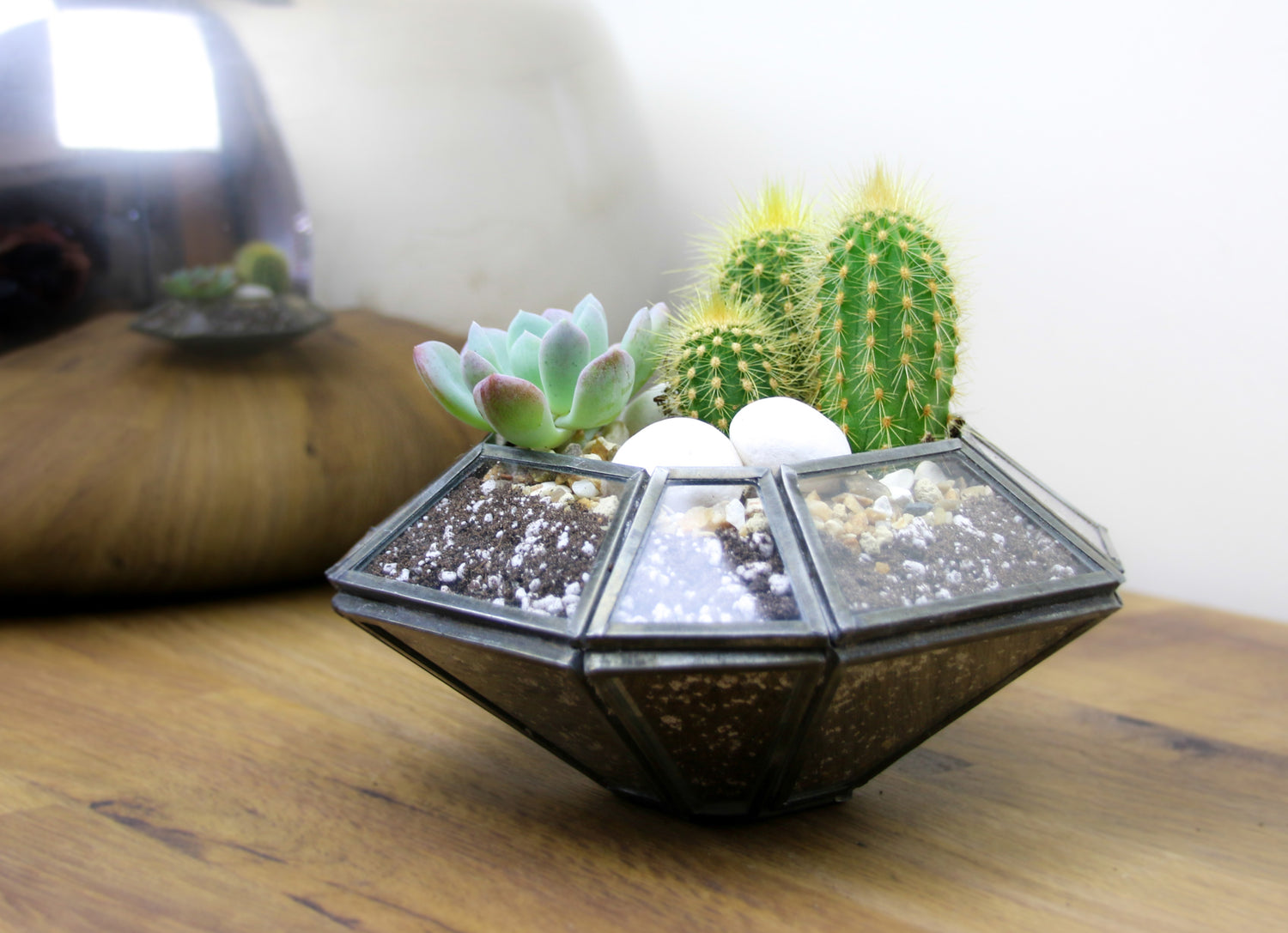 Cactus plant gift ideas