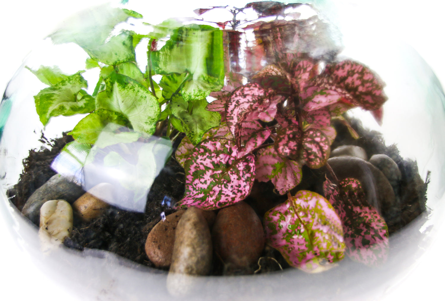 Plants for a bottle terrarium ecosystem