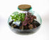 Closed terrarium ecosystem