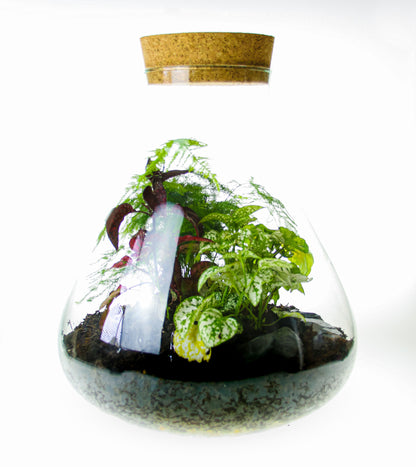 Closed terrarium bottle for house plants