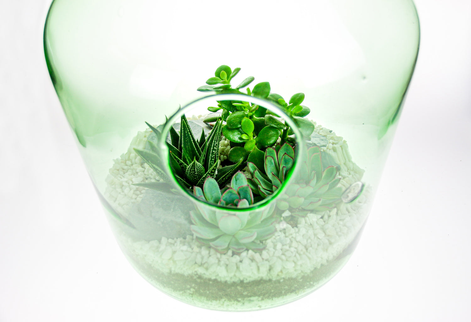 plant terrarium bottle 15 Litre Large Open Terrarium Bottle with Living Succulent House Plant Mix – The Art of Succulents