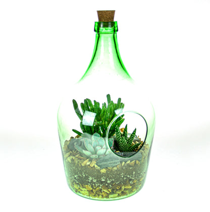Bottle terrarium kit with cork stopper and living indoor plants