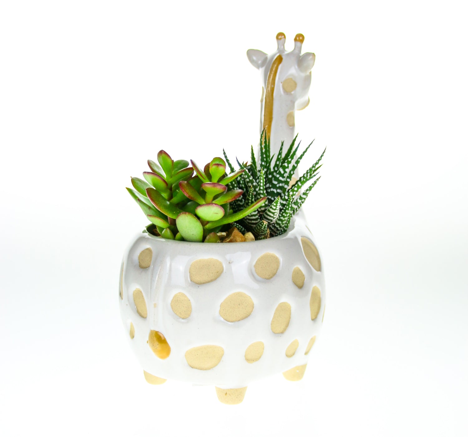 Order planter with plants kit
