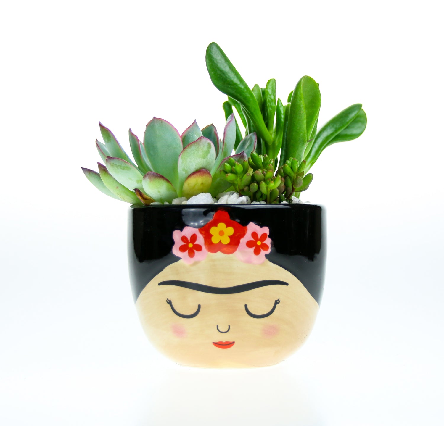 Birthday present ideas with real plants for home delivery