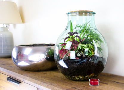 Bottle terrarium DIY kit