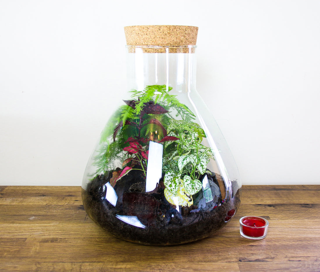 Buy terrarium gifts online