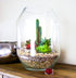 Extra Large Contemporary Glass Terrarium with Living Succulents & Cacti Mix