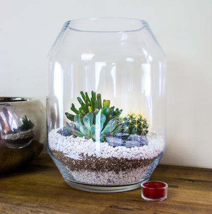 Large Contemporary Glass Terrarium with Living Succulents &amp; Cacti Mix