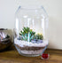 Large Contemporary Glass Terrarium with Living Succulents & Cacti Mix
