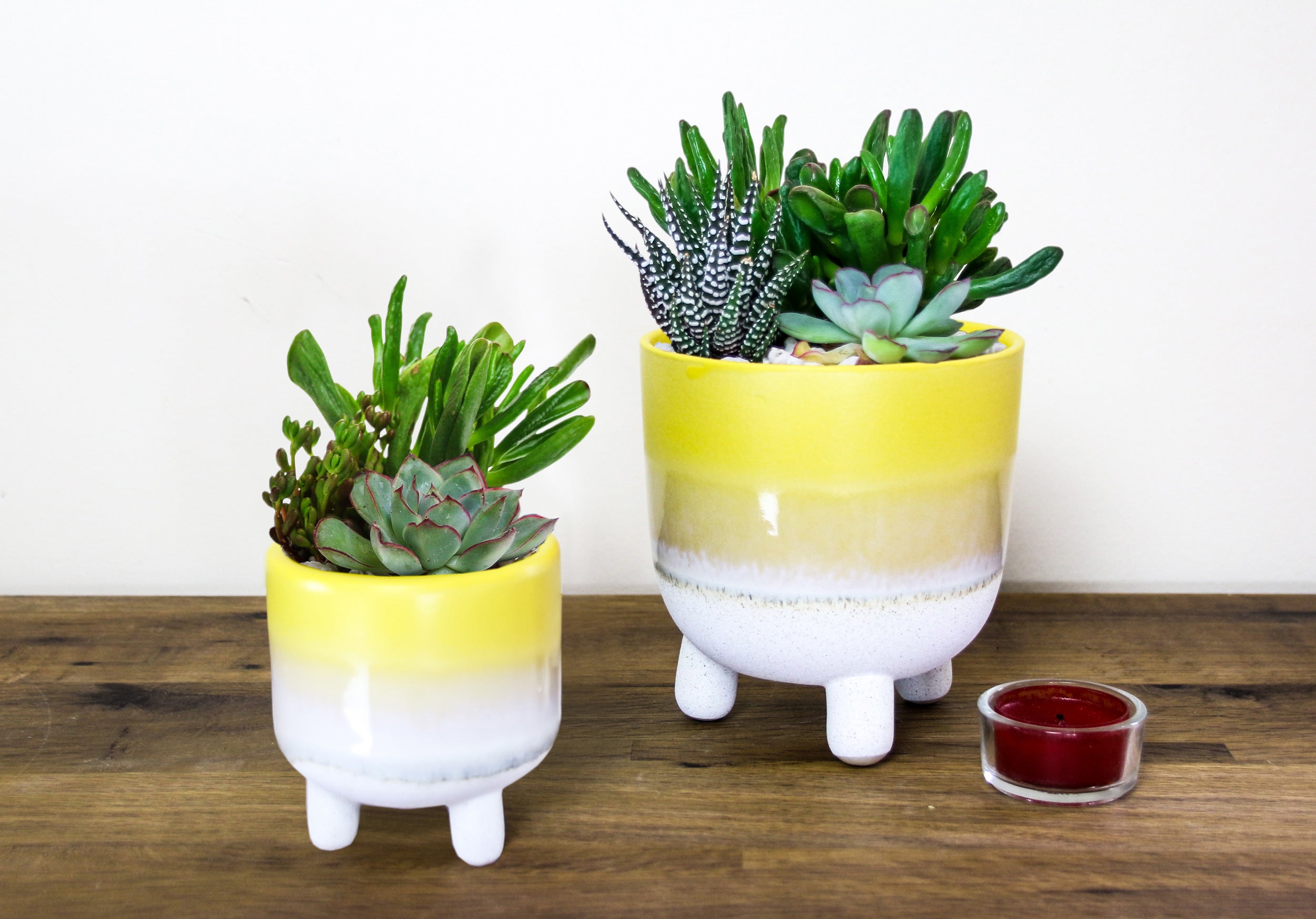 Order succulent plants online with pots