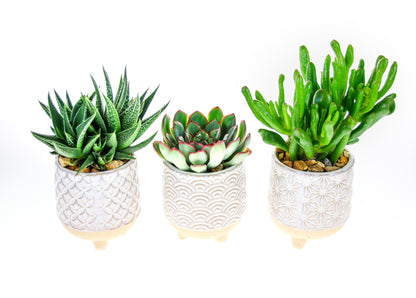 Planters with legs to order online
