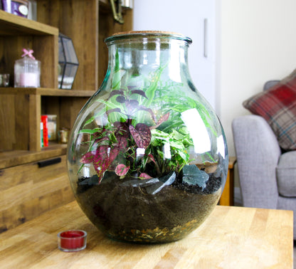 Bottle terrrarium with soil