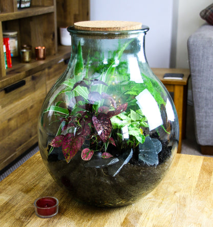 Bottle terrarium kit to buy online