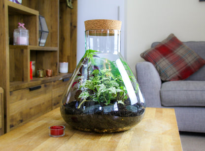 Terrarium kit with living plants to buy online