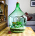 15 Litre Large Open Terrarium Bottle with Living Succulent Mix