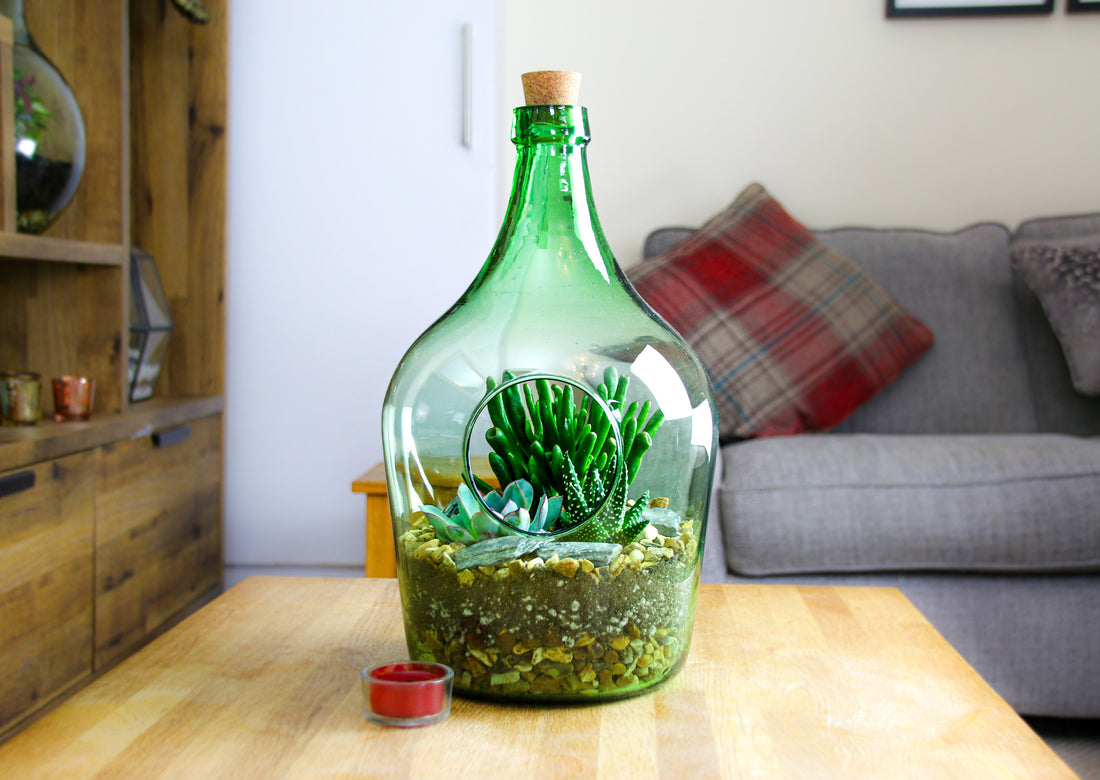 Open bottle terrarium kit