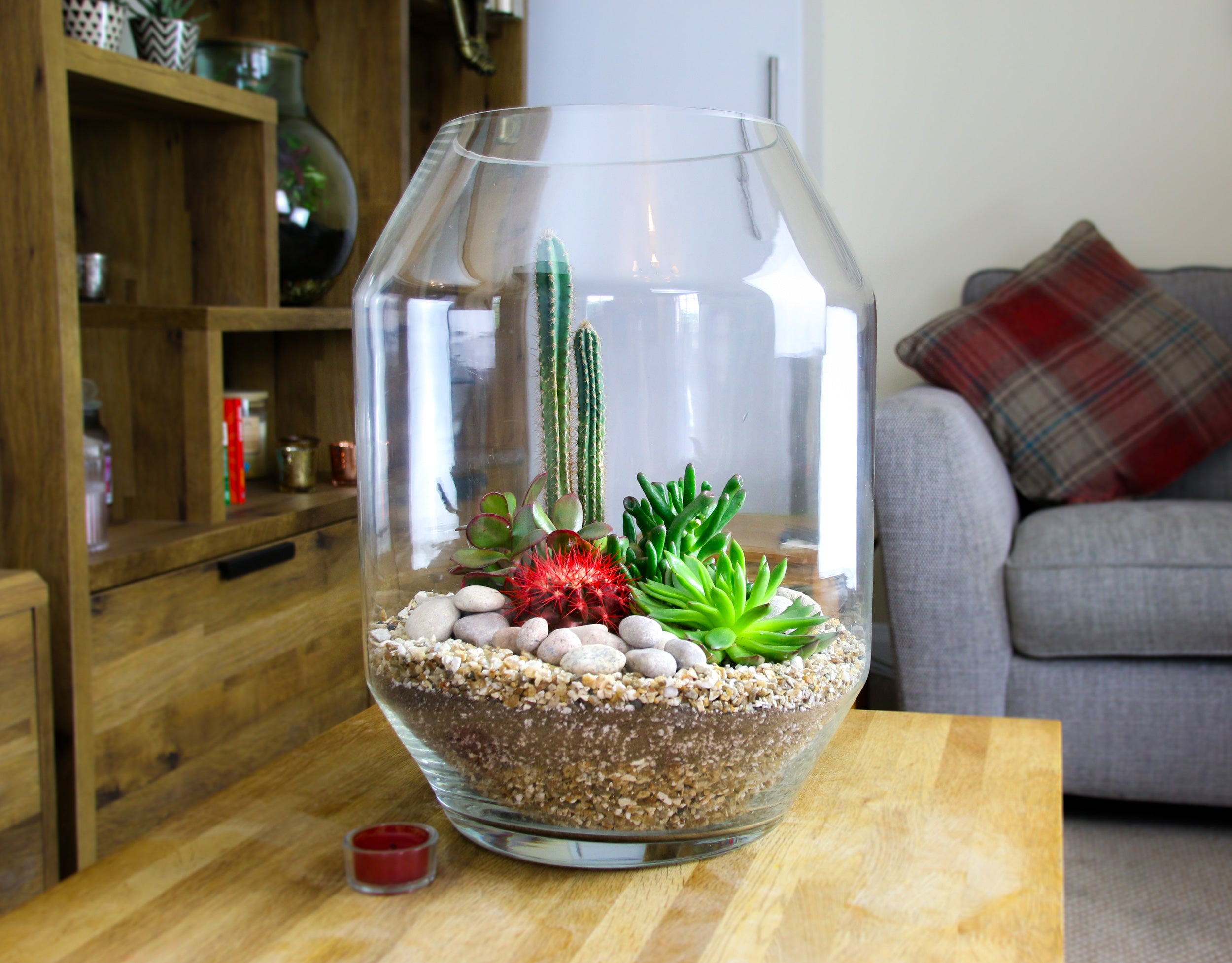 Very large terrarium kit for home delivery