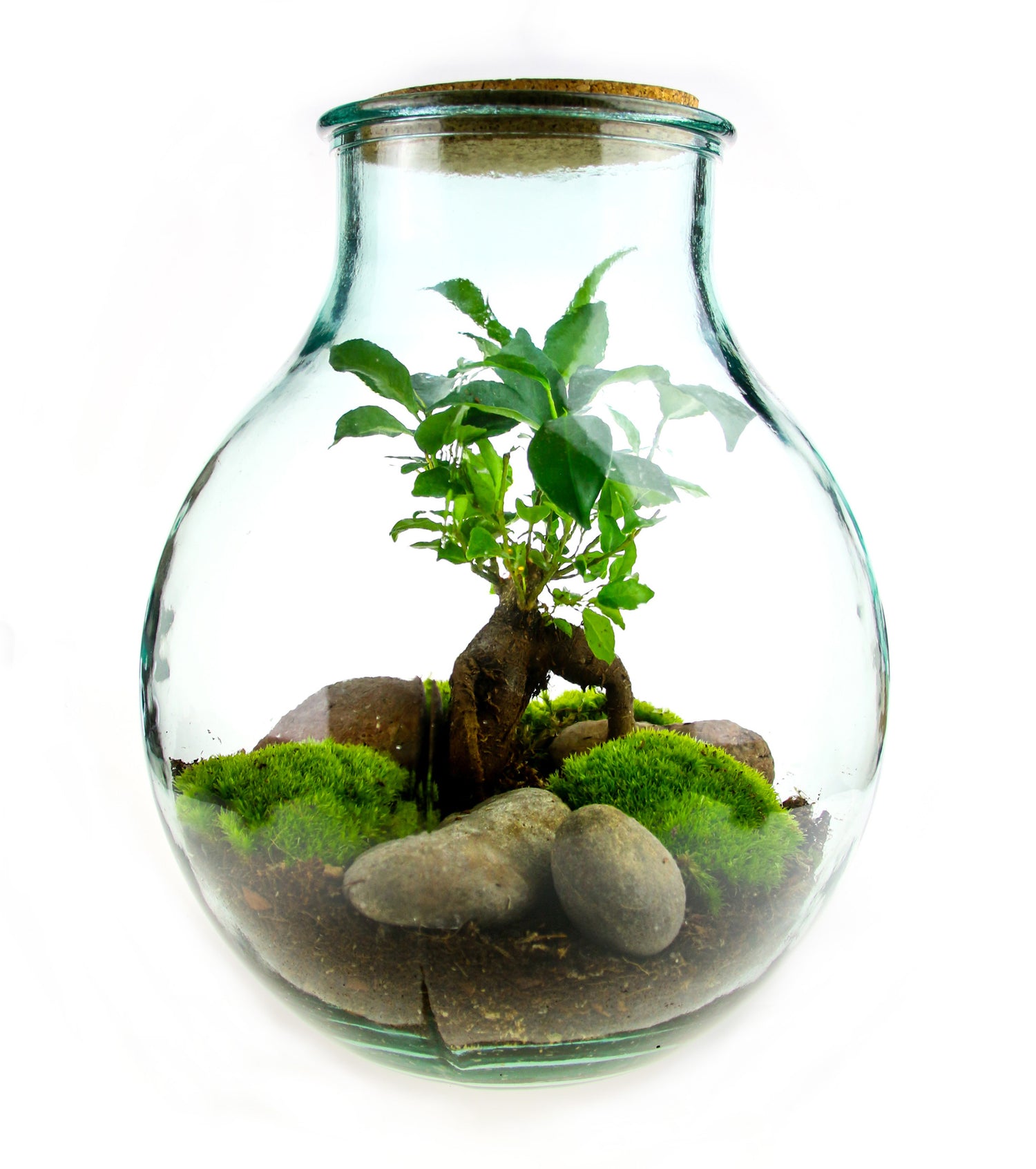 can you grow a bonsai tree in a terrarium 15L Bonsai Tree & Moss Terrarium in Wide Neck Bottle. Indoor bonsai tree terrarium kit. – The Art of Succulents