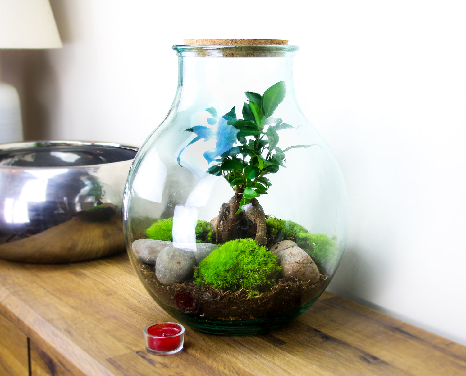 Jar terrarium with bonsai tree and cushion moss