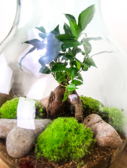 Bonsai terrarium kit with living tree and cushion moss