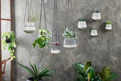Plant pots for cacti and succulents