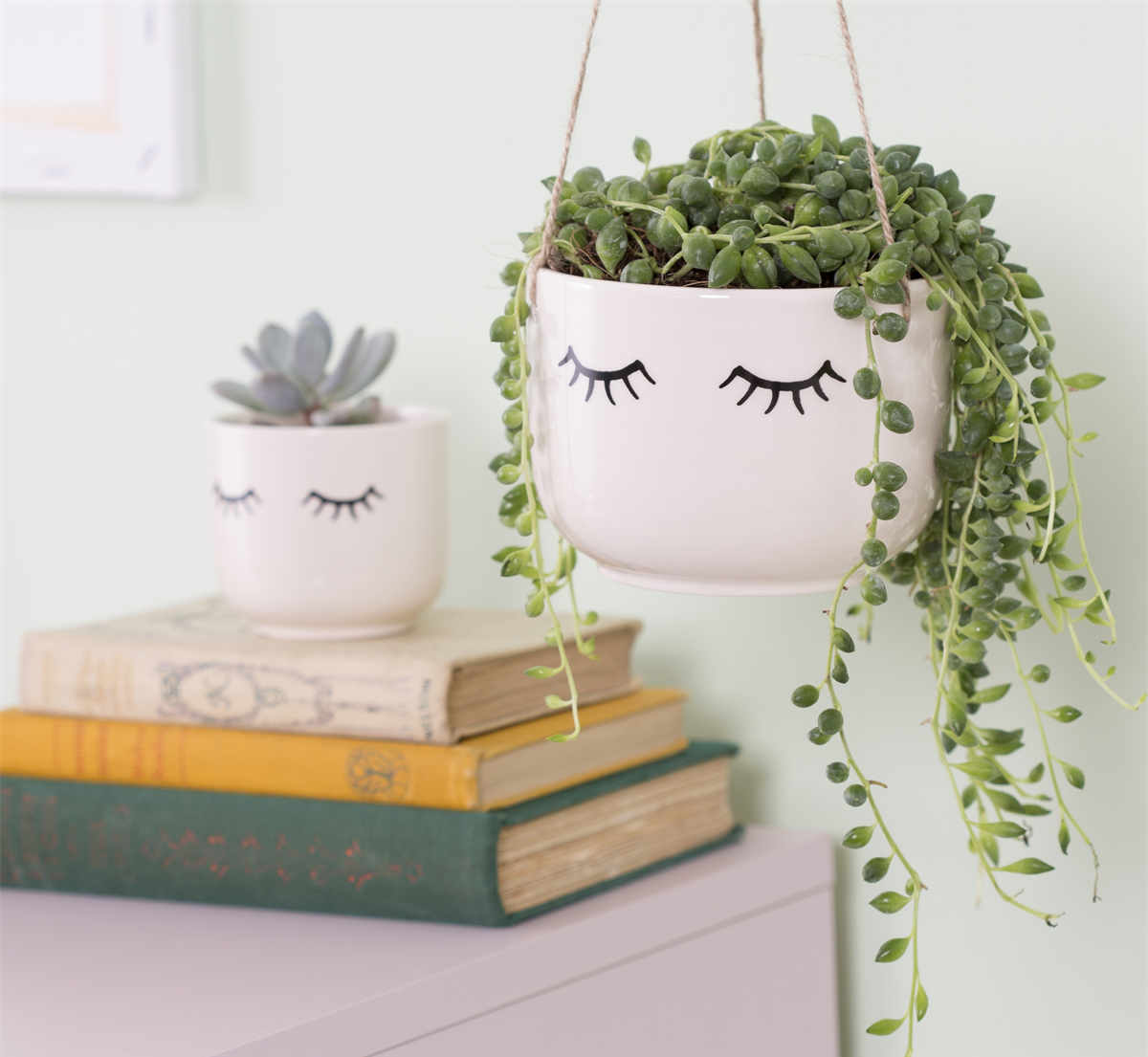 String of pearls indoor plant buy online