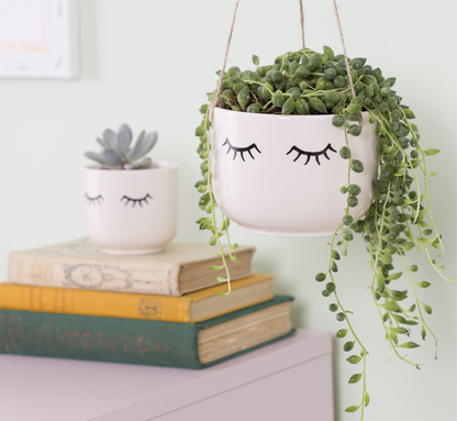 String of pearls indoor plant buy online