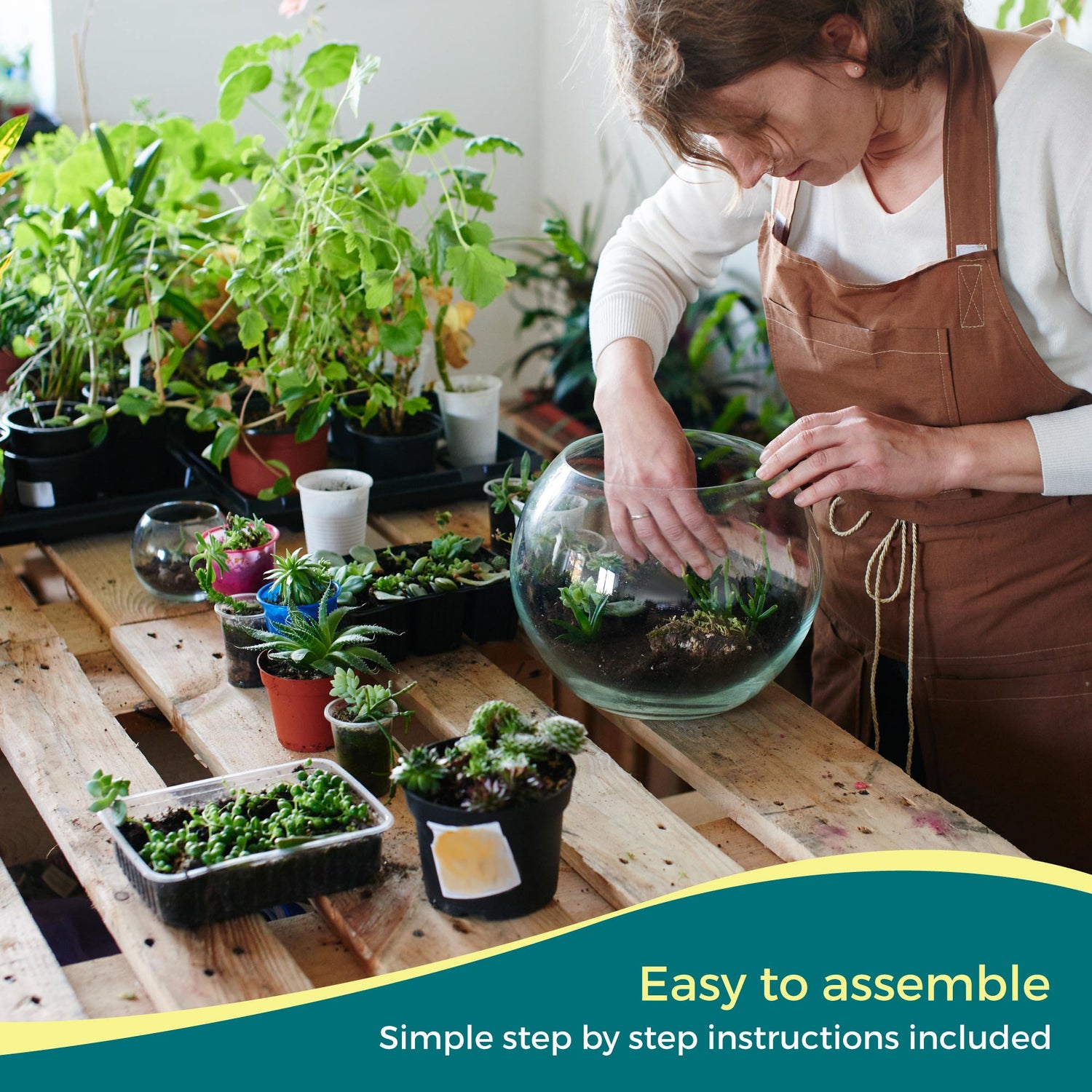 Closed Terrarium Starter Kit with 3 Plants - Small