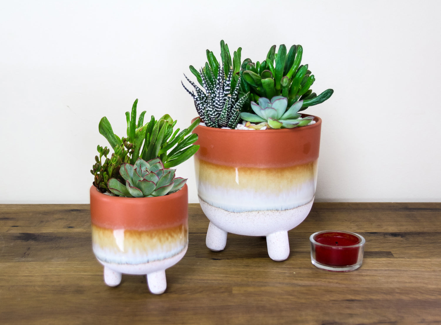 mojave indoor plant Mojave Glazed Stoneware Planter Pair with Succulent Houseplant Mix