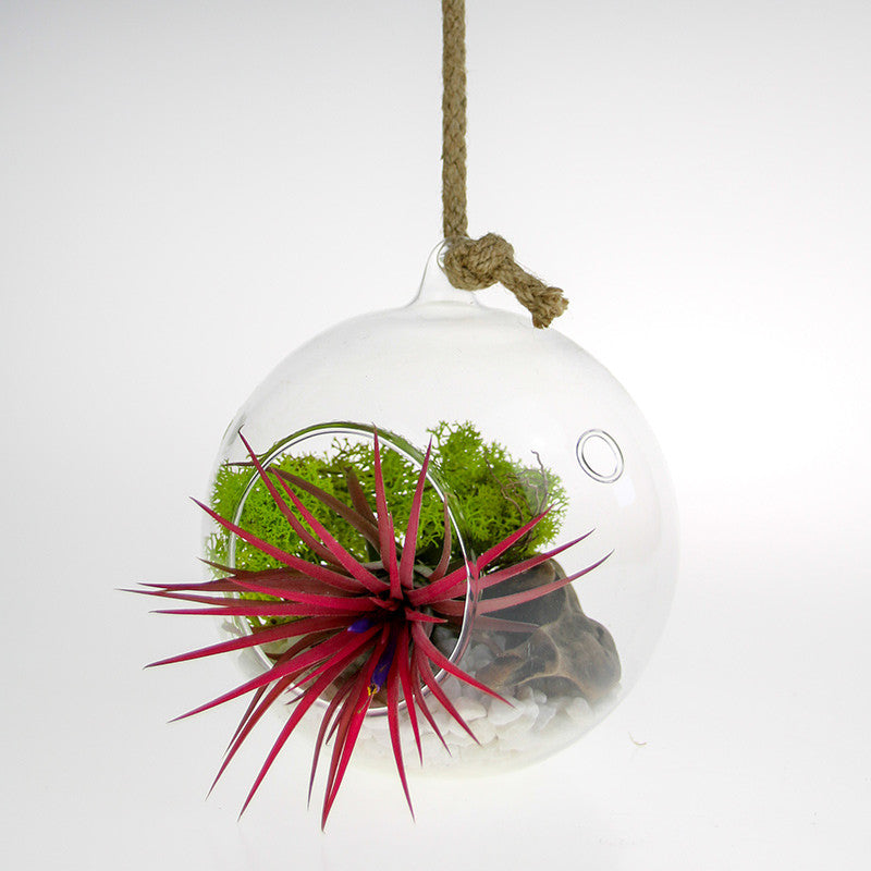 Hanging Glass Terrarium with Tillandsia air plant