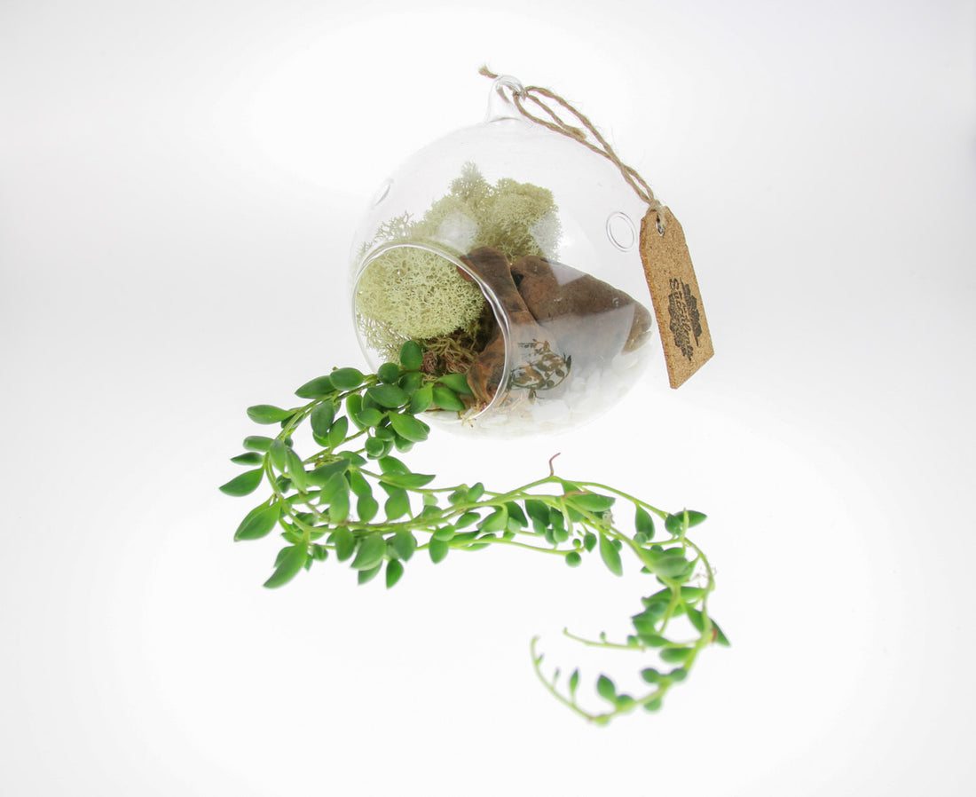 String of Pearls Terrarium Kit