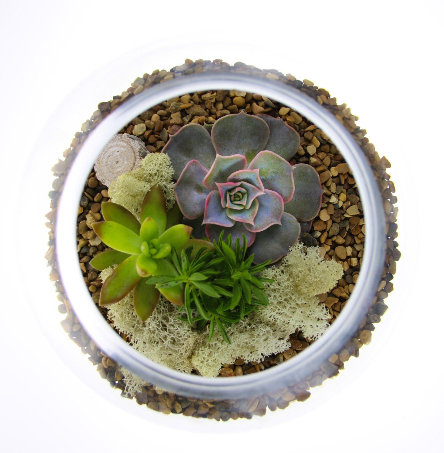 Planted Succulent Terrarium with natural gravel