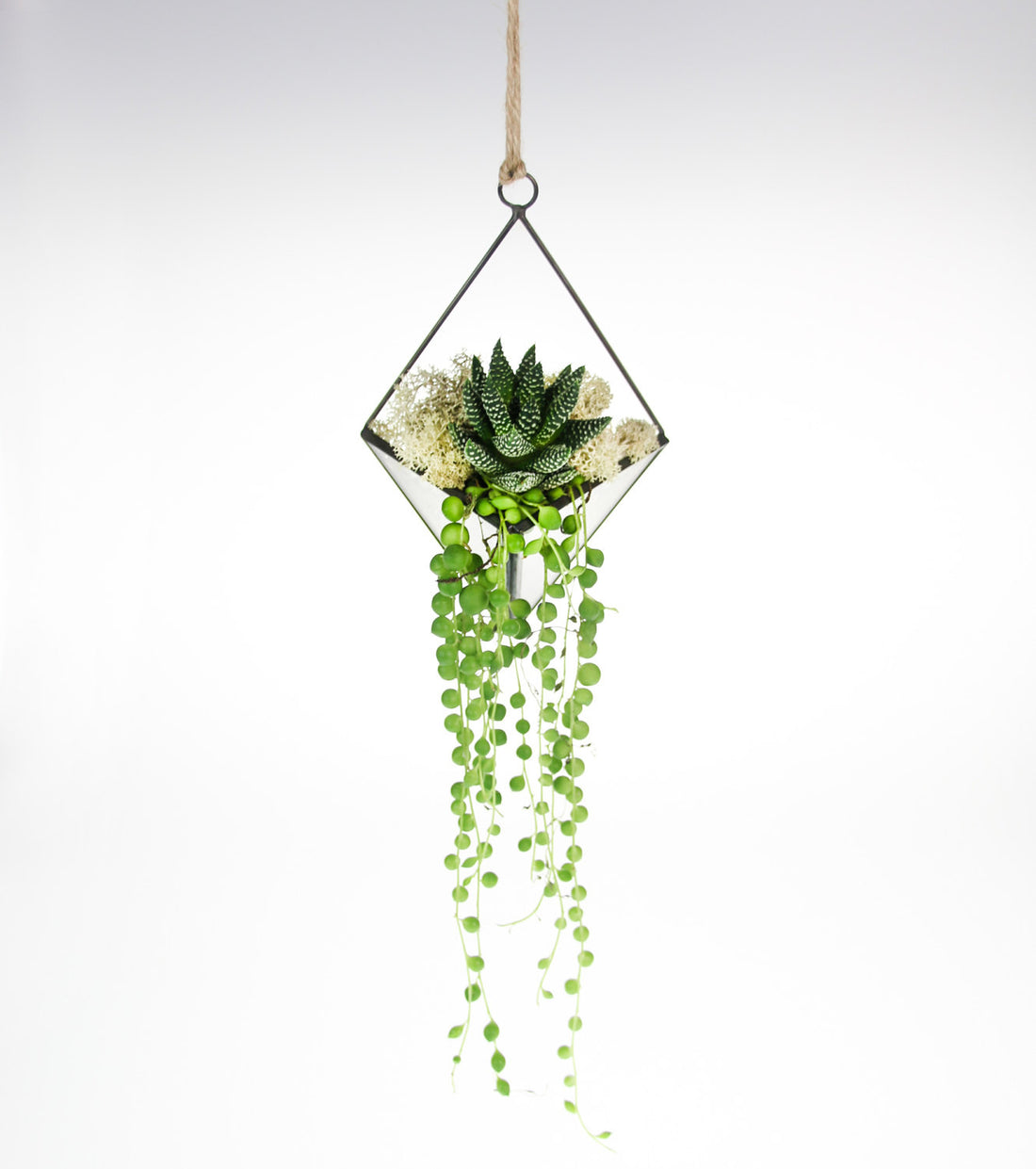 Wall mounted Haworthia Terrarium