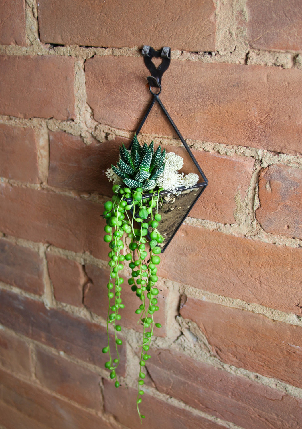 String of Pearls Geometric Terrarium