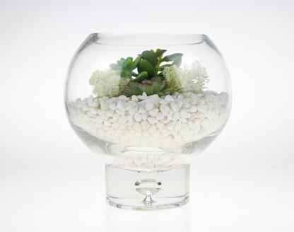 Terrarium kit with living plants